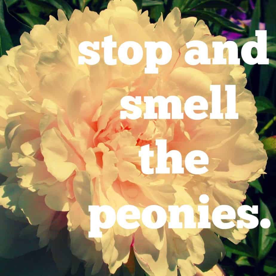 slow and smell the peonies