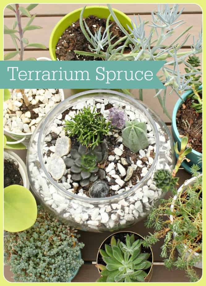 pinterest terrarium