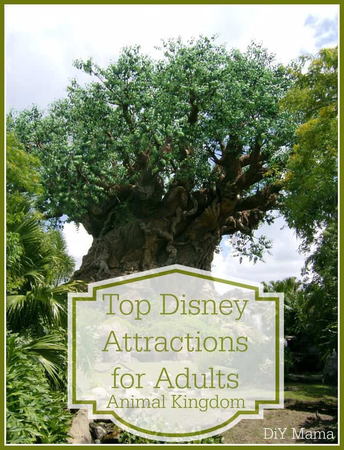 Top Adult Attractions Animal Kingdom